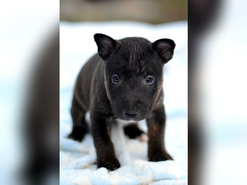 Miniatur-Bullterrier-Welpe zu verkaufen!