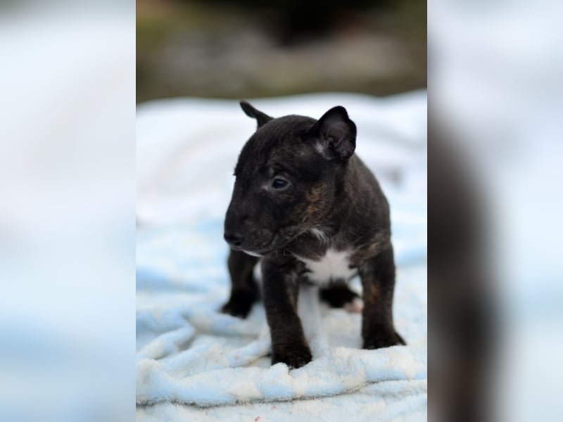 Miniatur-Bullterrier-Welpe zu verkaufen!