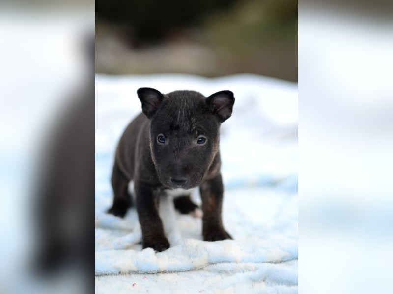 Miniatur-Bullterrier-Welpe zu verkaufen!