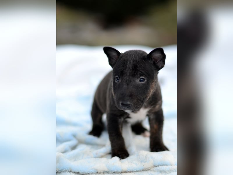 Miniatur-Bullterrier-Welpe zu verkaufen!
