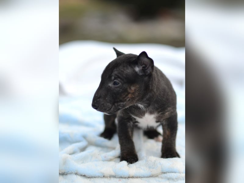 Miniatur-Bullterrier-Welpe zu verkaufen!