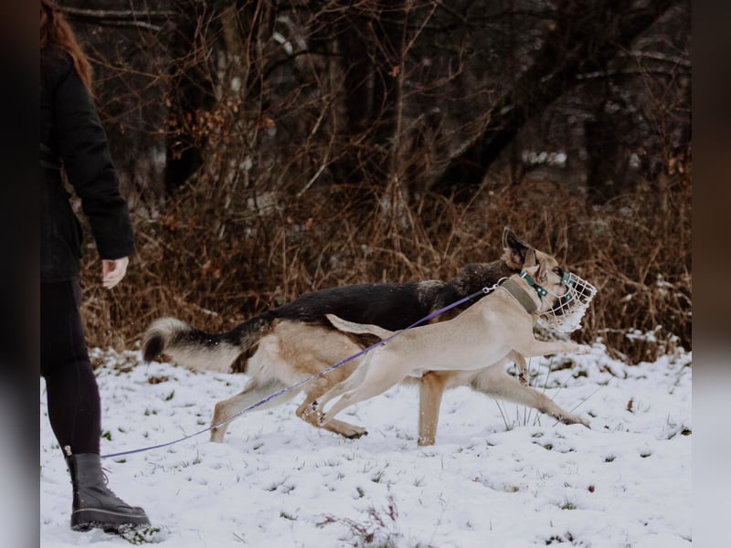 Junger Charmeur sucht neues Zuhause