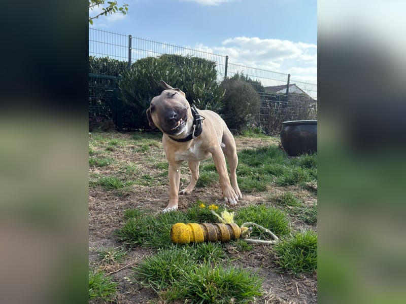 Junger Charmeur sucht neues Zuhause