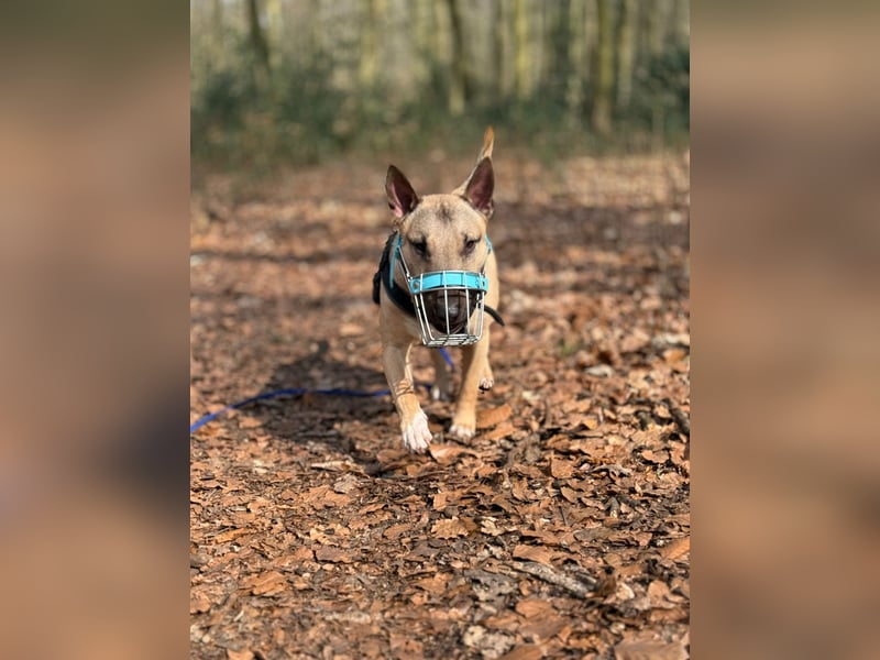 Junger Charmeur sucht neues Zuhause