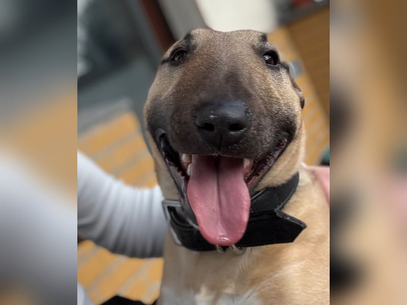 Junger Charmeur sucht neues Zuhause