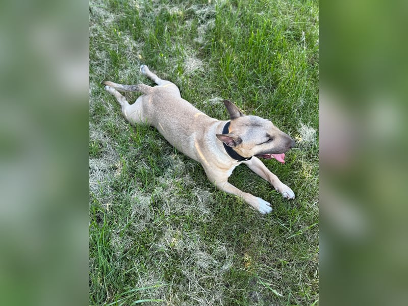 Junger Charmeur sucht neues Zuhause