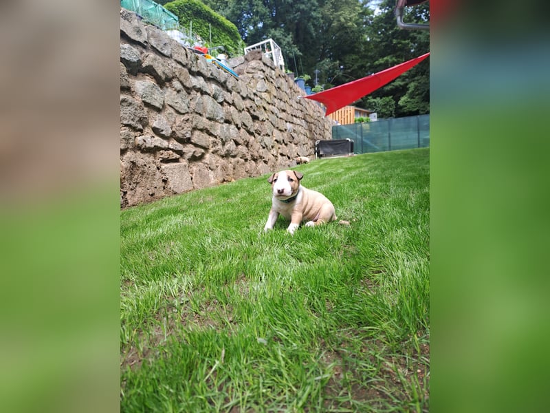 Reinrassige Miniatur Bullterrier Welpen