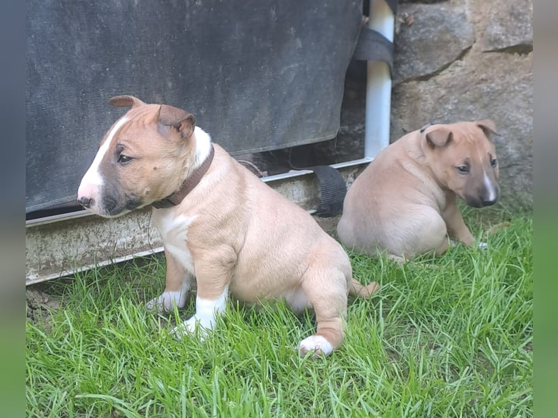 Reinrassige Miniatur Bullterrier Welpen