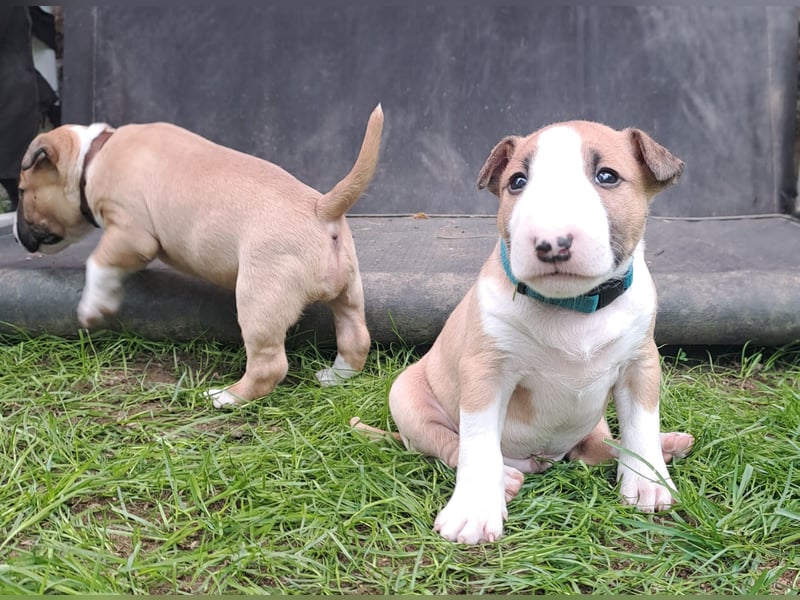 Reinrassige Miniatur Bullterrier Welpen