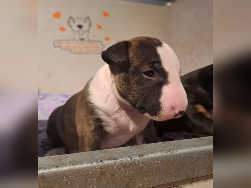 Reinrassige Miniatur Bullterrier Welpen
