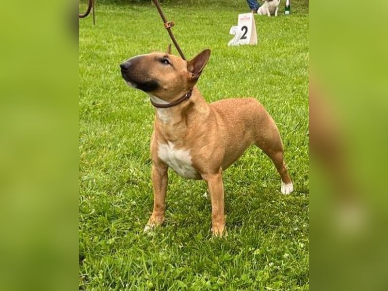 Reinrassige Miniatur Bullterrier Welpen