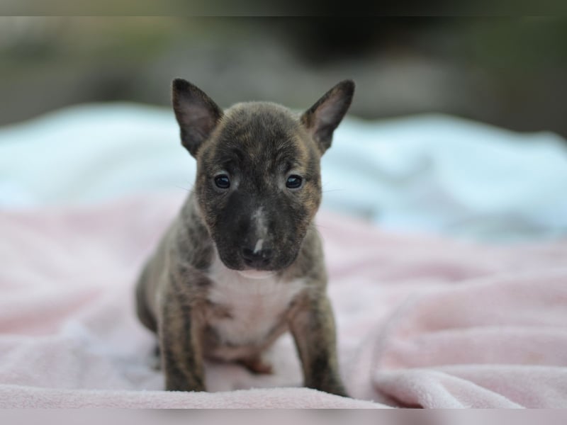 Miniatur-Bullterrier-Welpe zu verkaufen!
