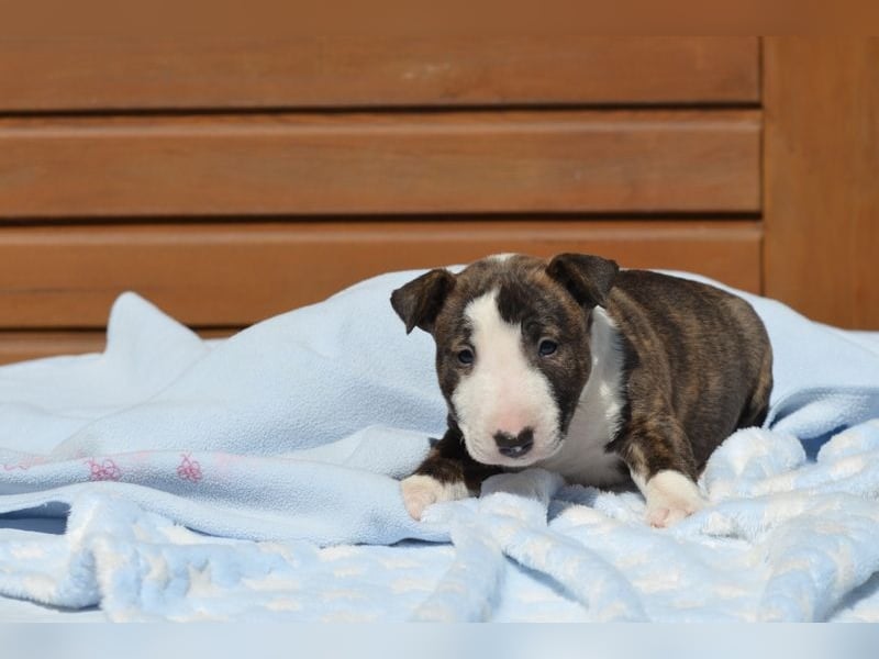 Miniatur-Bullterrier-Welpe abzugeben!