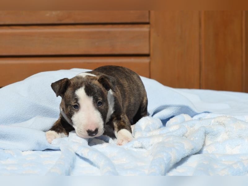 Miniatur-Bullterrier-Welpe abzugeben!