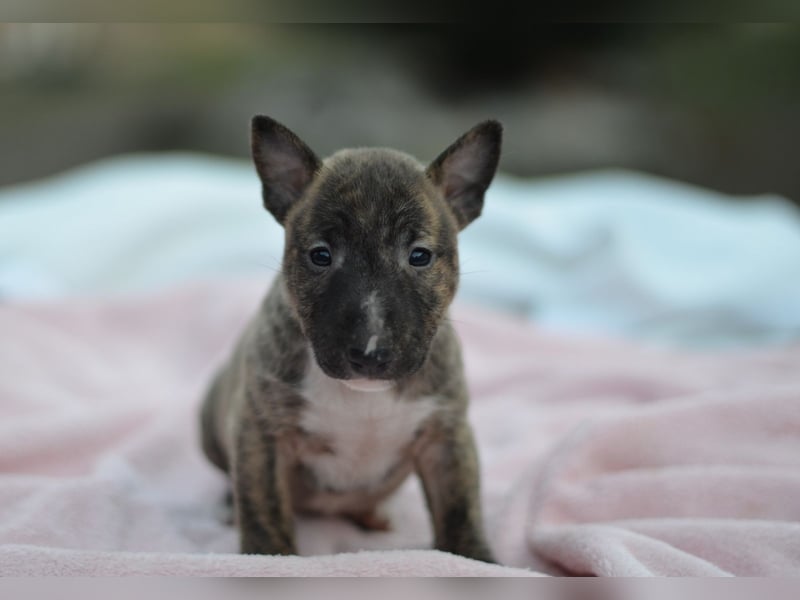 Miniatur-Bullterrier-Welpe zu verkaufen!
