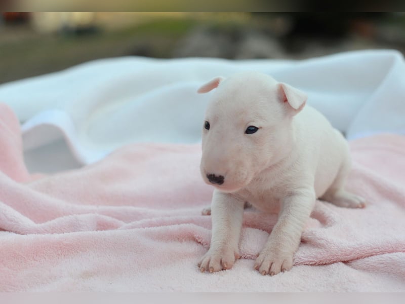 KIMI – Miniatur Bullterrier Hündin sucht bald ein liebevolles Zuhause!