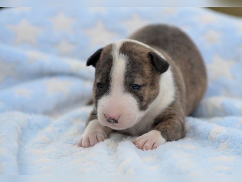 Miniatur-Bullterrier-Welpe abzugeben!