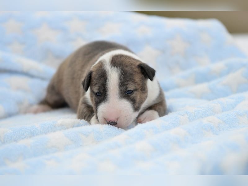 Miniatur-Bullterrier-Welpe abzugeben!