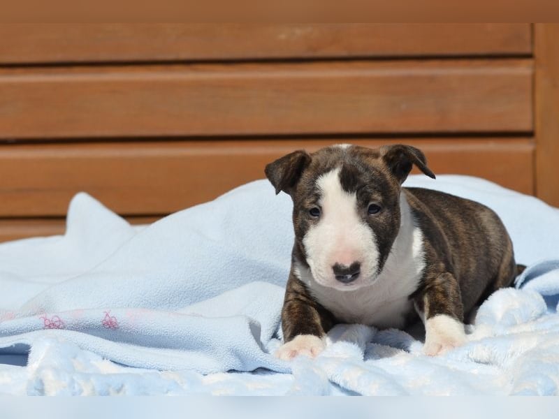 Miniatur-Bullterrier-Welpe abzugeben!