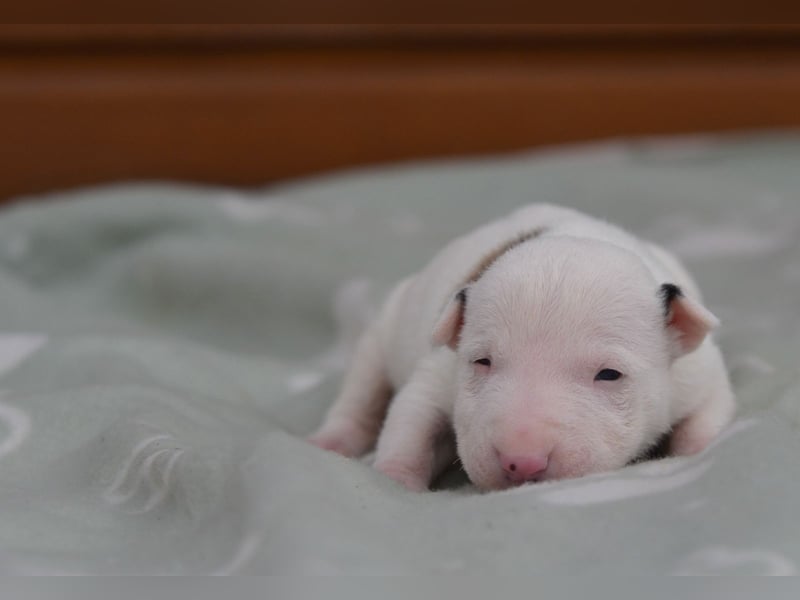Miniatur-Bullterrier-Welpen abzugeben!