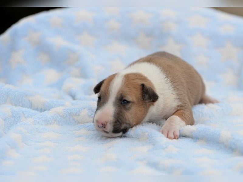 Miniatur-Bullterrier-Welpe abzugeben!