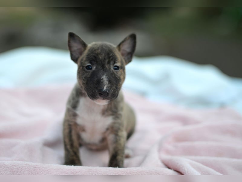 Miniatur-Bullterrier-Welpe zu verkaufen!