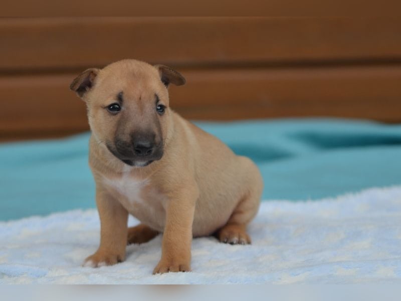 Toffee – kleine Persönlichkeit mit großem Charme 