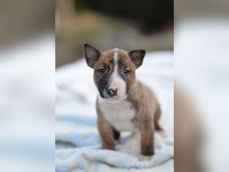 Miniatur-Bullterrier-Welpe zu verkaufen!