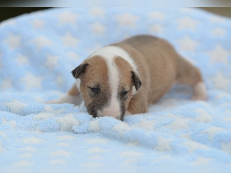 Miniatur-Bullterrier-Welpe abzugeben!