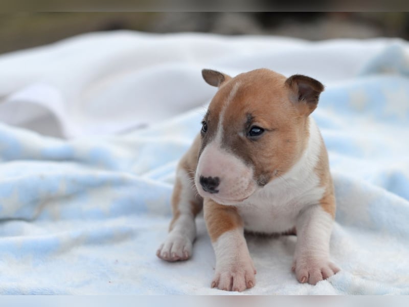 Miniatur-Bullterrier-Welpe zu verkaufen!