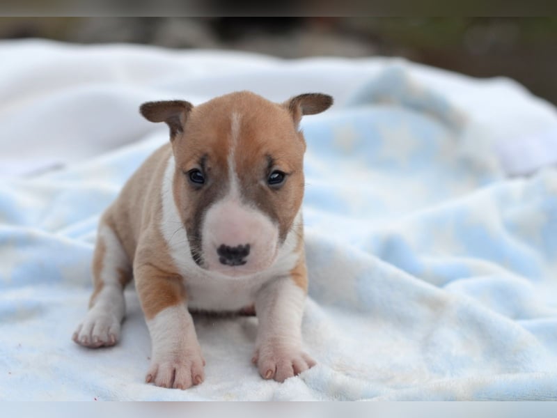 Miniatur-Bullterrier-Welpe zu verkaufen!
