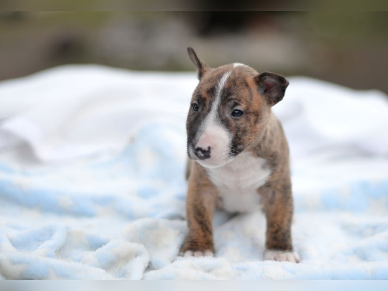 Miniatur-Bullterrier-Welpe zu verkaufen!