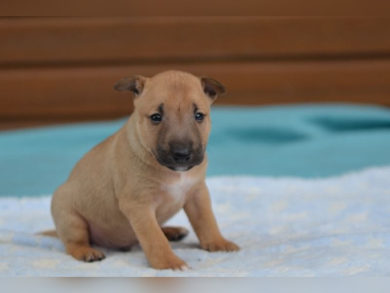  Toffee – kleine Persönlichkeit mit großem Charme 