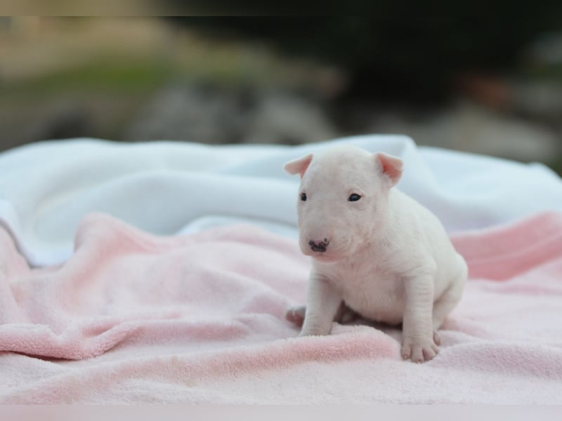 KARLA – Miniatur Bullterrier Hündin sucht bald ein liebevolles Zuhause!
