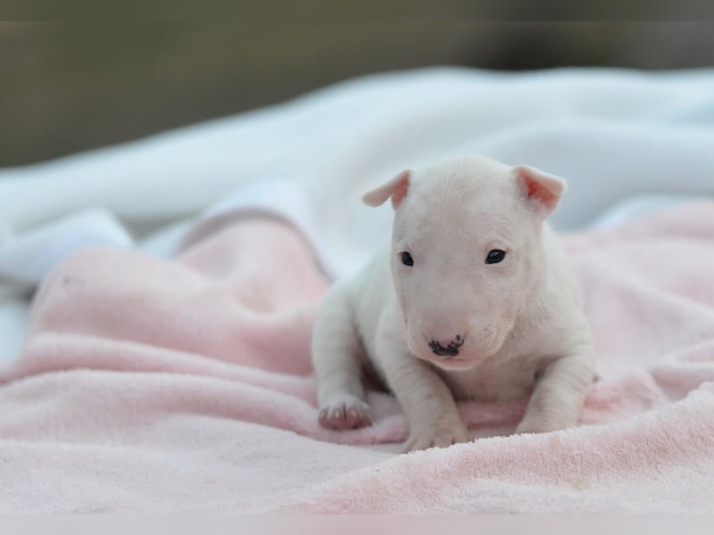 KARLA – Miniatur Bullterrier Hündin sucht bald ein liebevolles Zuhause!