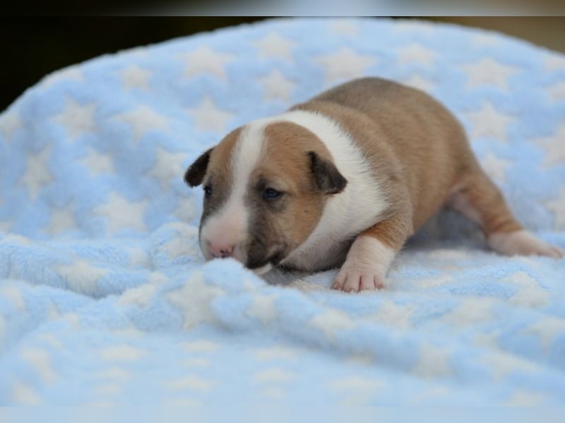 Miniatur-Bullterrier-Welpe abzugeben!