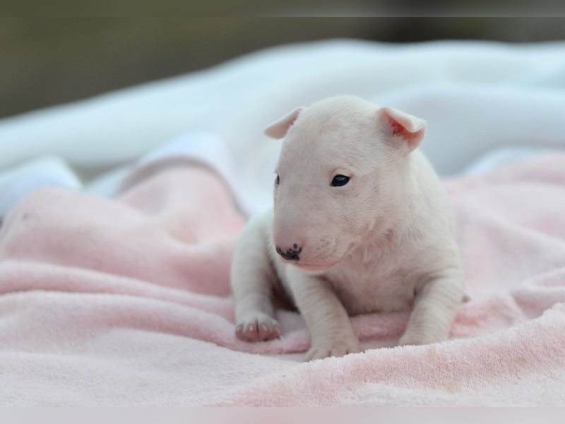 KARLA – Miniatur Bullterrier Hündin sucht bald ein liebevolles Zuhause!