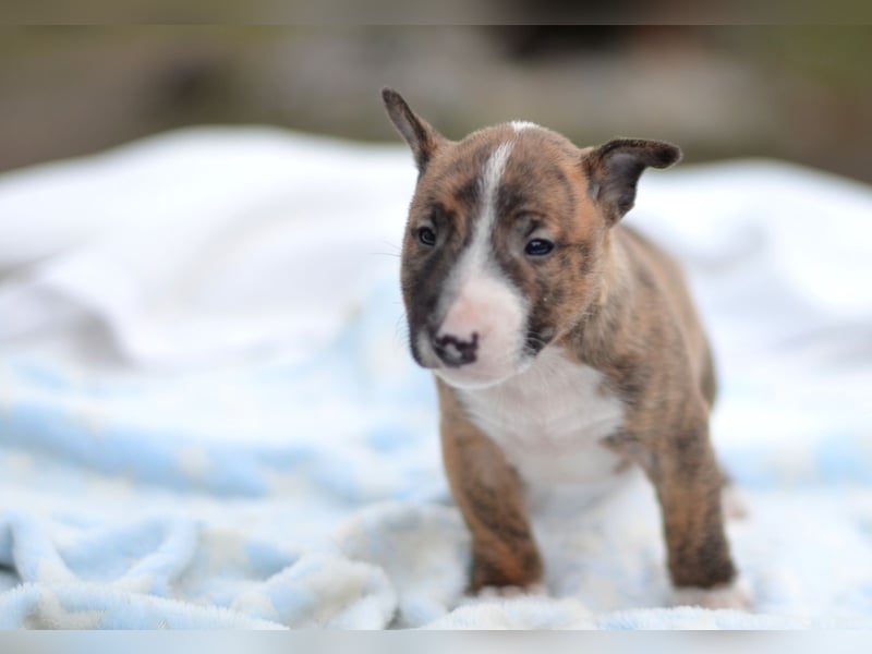 Miniatur-Bullterrier-Welpe zu verkaufen!