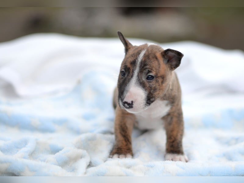 Miniatur-Bullterrier-Welpe zu verkaufen!