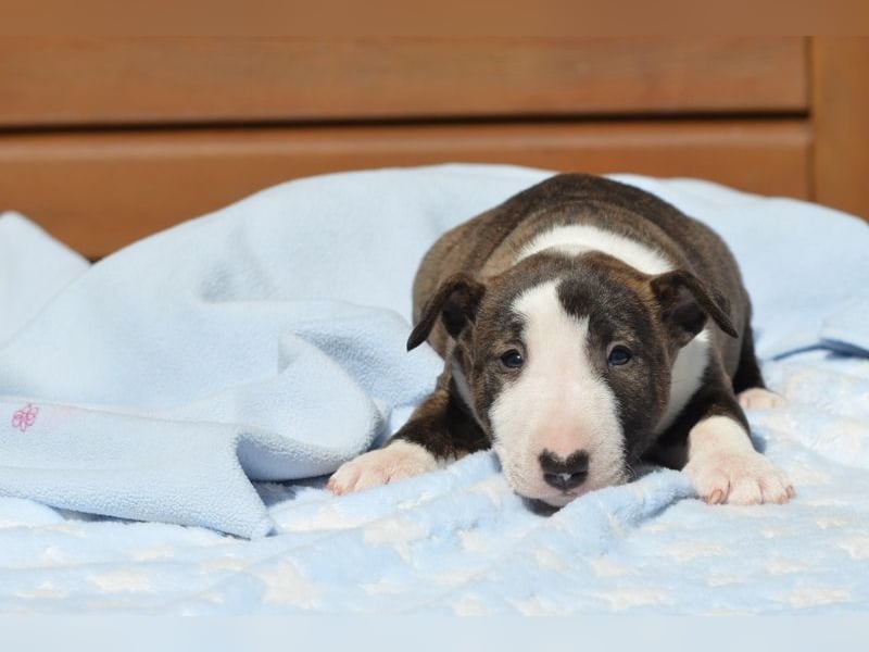Miniatur-Bullterrier-Welpe abzugeben!