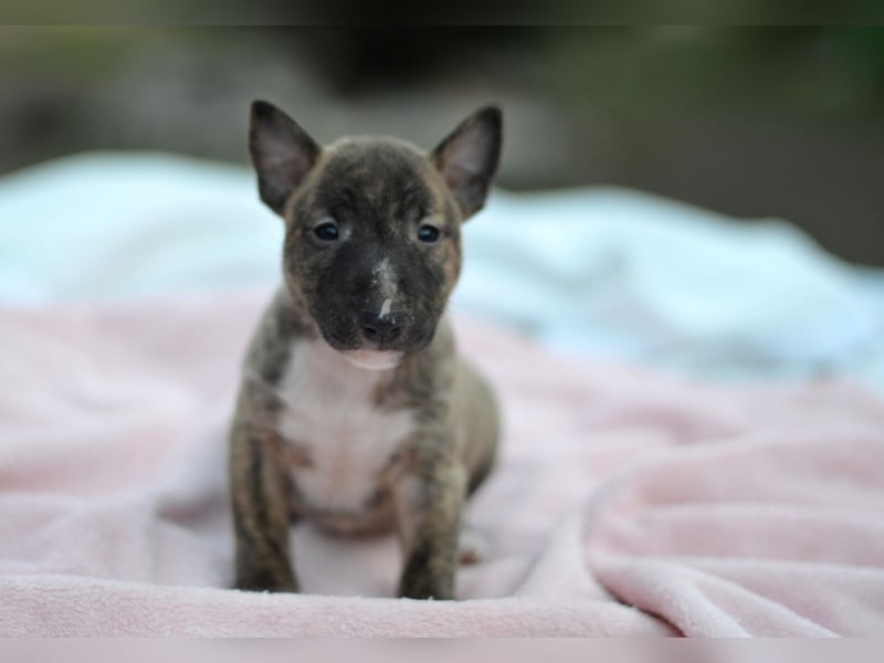 Miniatur-Bullterrier-Welpe zu verkaufen!