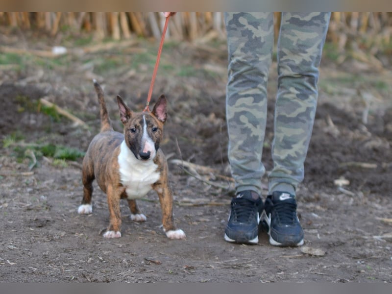 Miniatur-Bullterrier-Welpe zu verkaufen!