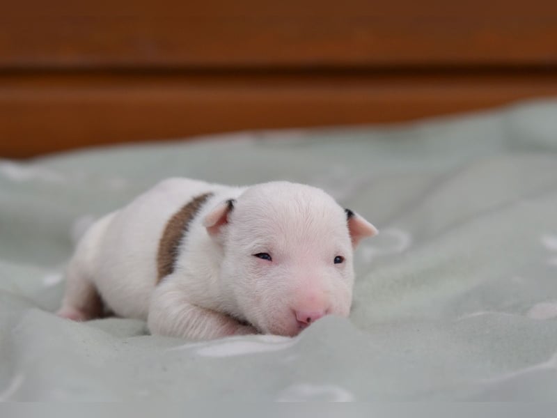Miniatur-Bullterrier-Welpen abzugeben!