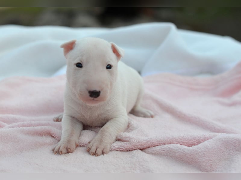 KIMI – Miniatur Bullterrier Hündin sucht bald ein liebevolles Zuhause!