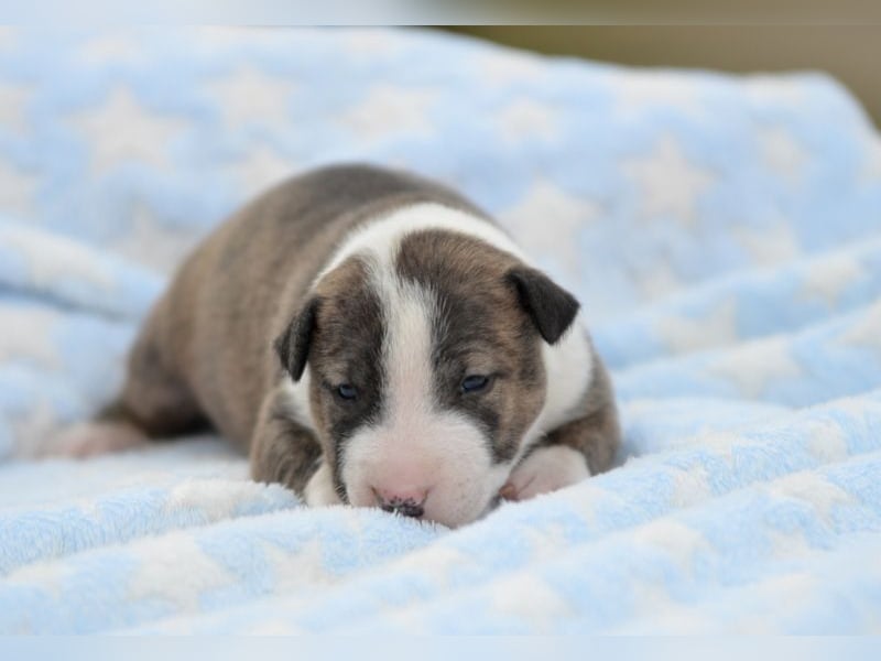 Miniatur-Bullterrier-Welpe abzugeben!