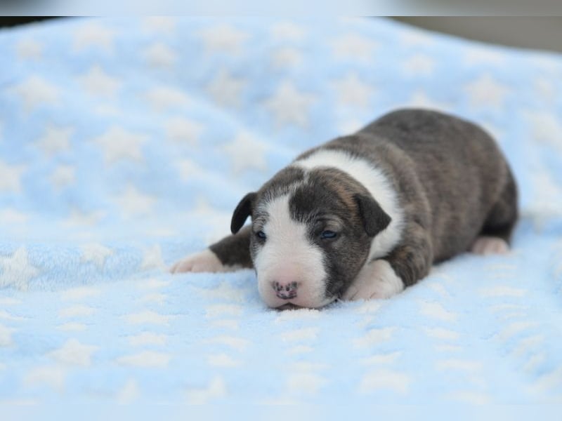 Miniatur-Bullterrier-Welpe abzugeben!