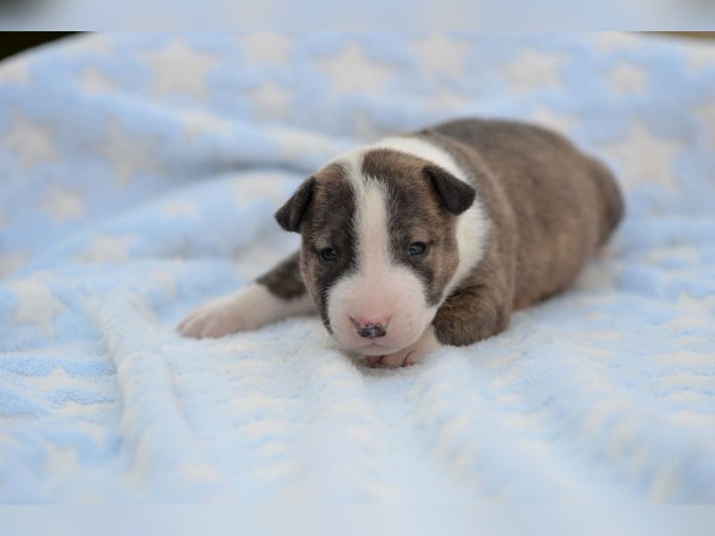 Miniatur-Bullterrier-Welpe abzugeben!
