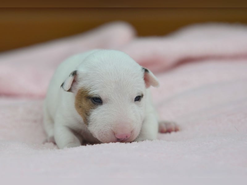 Miniatur-Bullterrier-Welpen abzugeben!