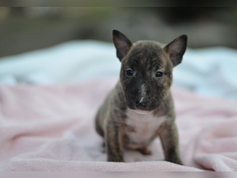 Miniatur-Bullterrier-Welpe zu verkaufen!