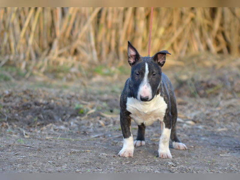Miniatur-Bullterrier-Welpe zu verkaufen!